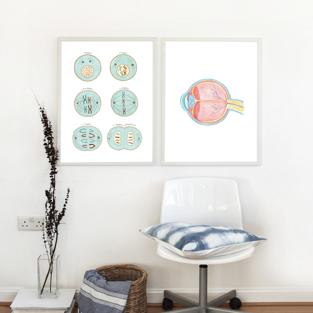 Mitosis Phases Art