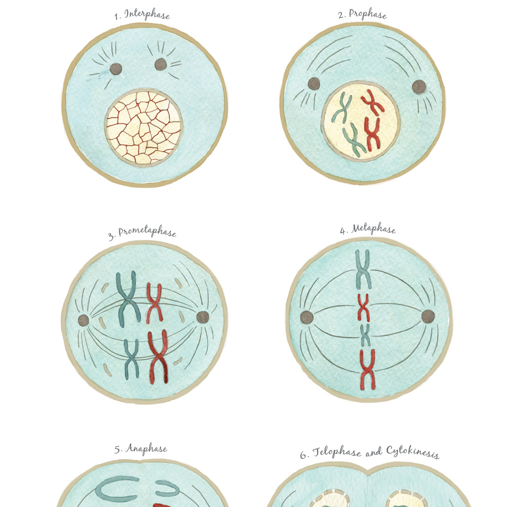 Mitosis Phases Art