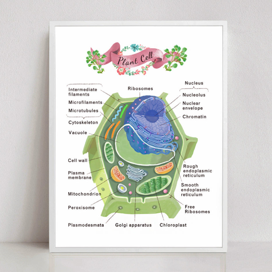 Plant Cell Cross section