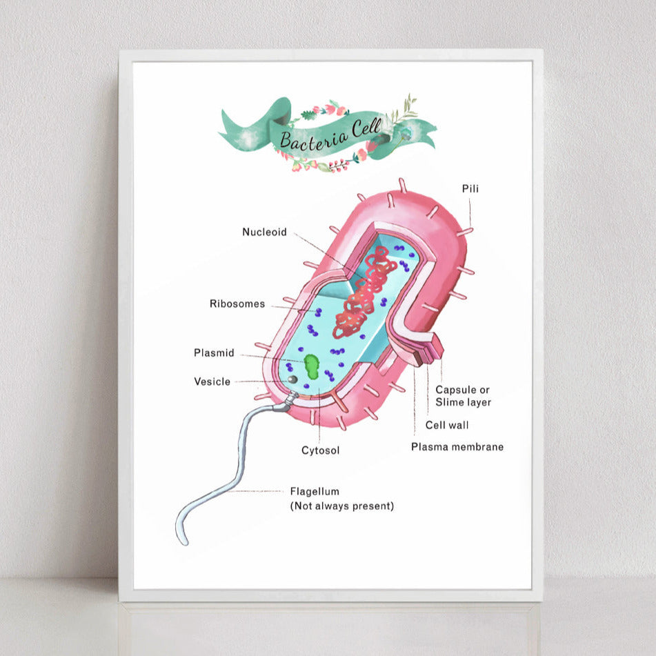 Bacteria Cell Cross Section