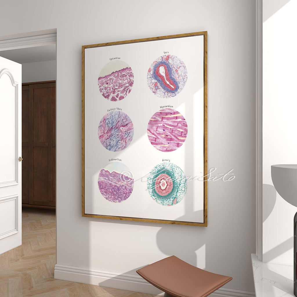 Heart Histology Collection