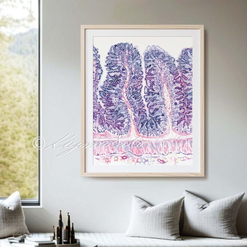 Dog Jejunum Histology Art