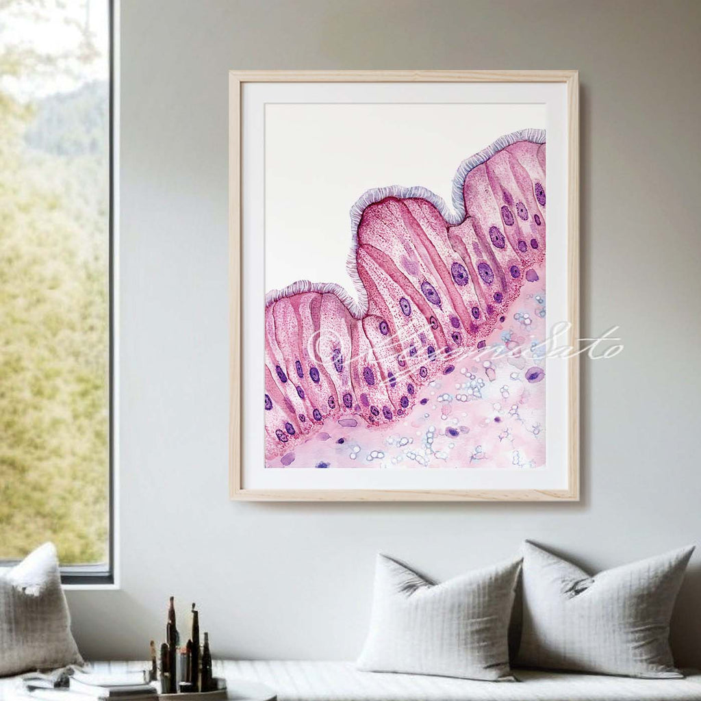 Cat Respiratory Epithelium Histology Art