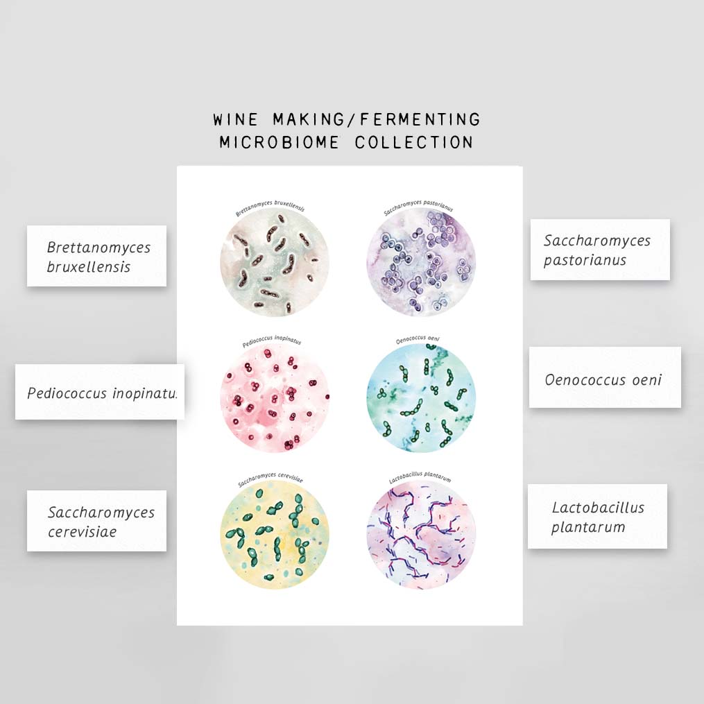 Microbiology Kitchen Art Set of 4