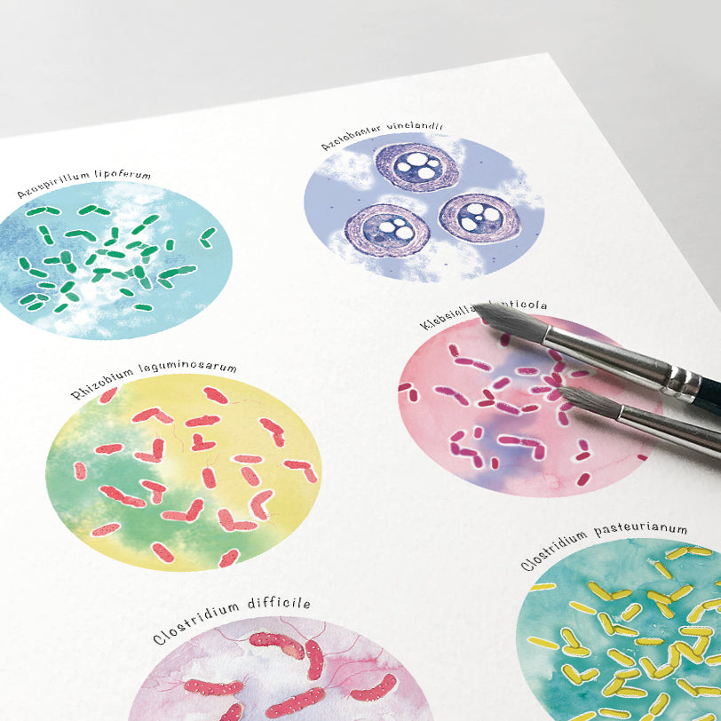 Nitrogen Fixing Microorganisms Collection