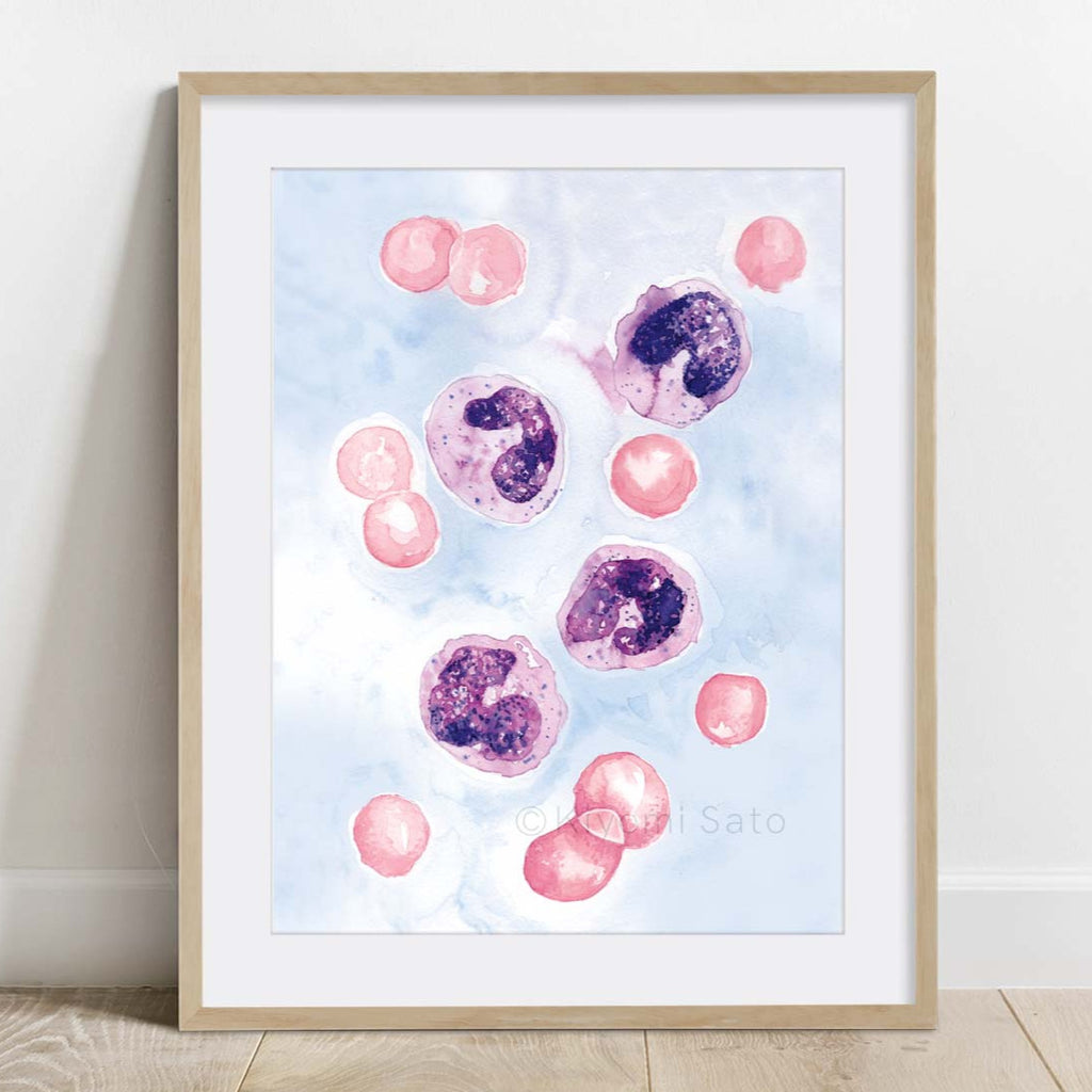 Eosinophils Blood Cell Art