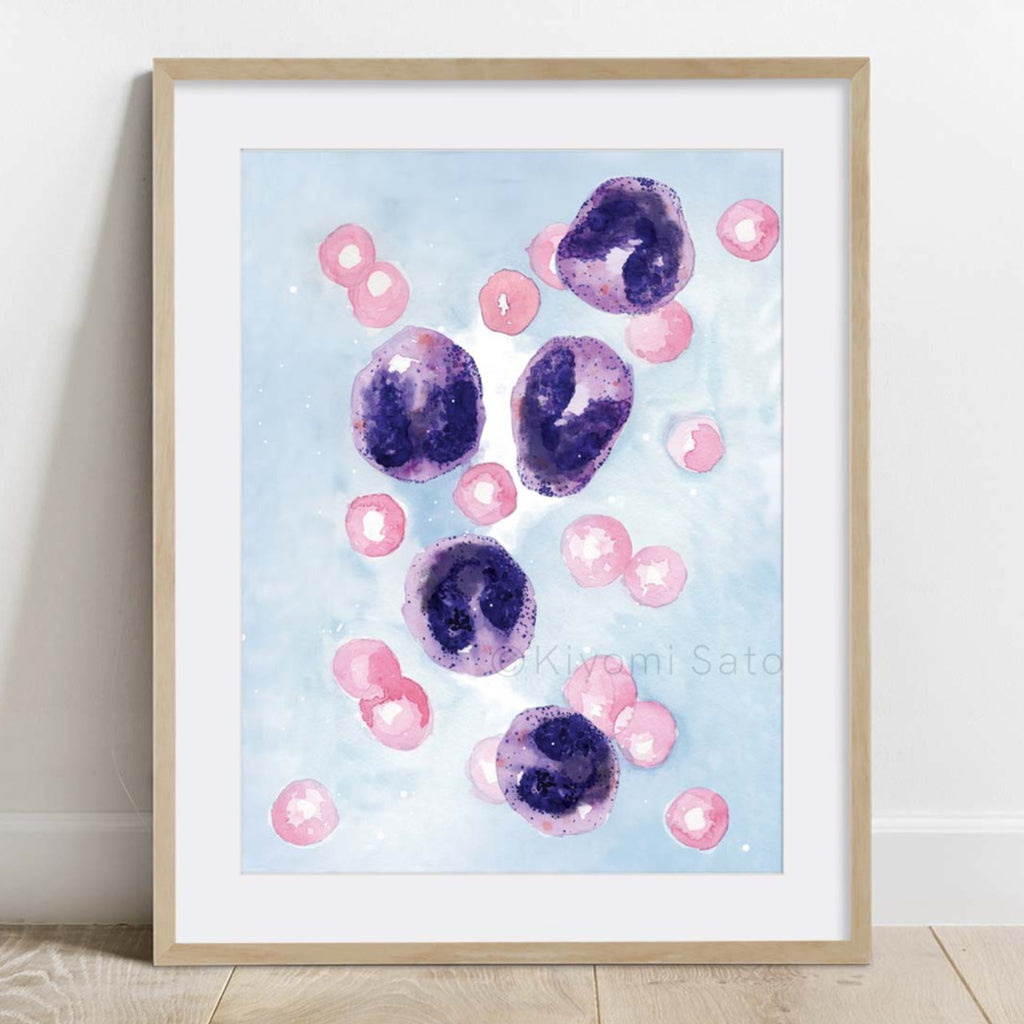 Basophils Blood Cell Art