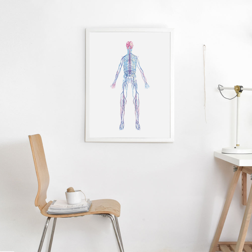 Autonomic Nervous System Human Body Anatomy art