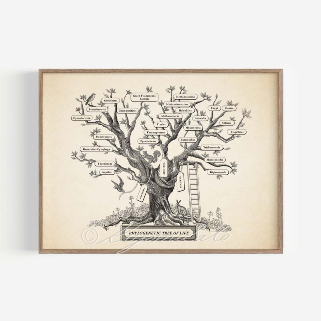 Microbiology Phylogenetic Tree Of Life