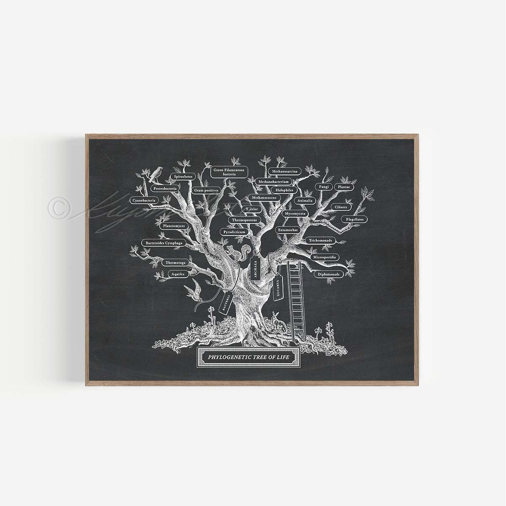 Microbiology Phylogenetic Tree Of Life