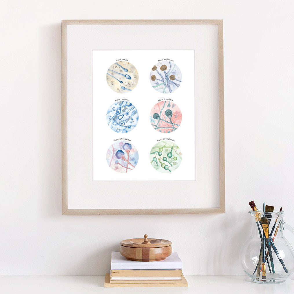 Mucor Species Collection