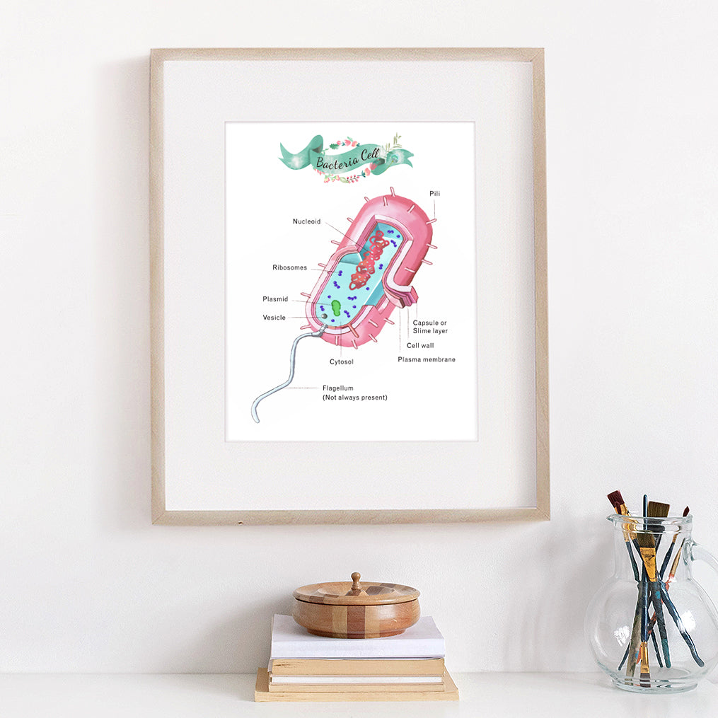 Bacteria Cell Cross Section