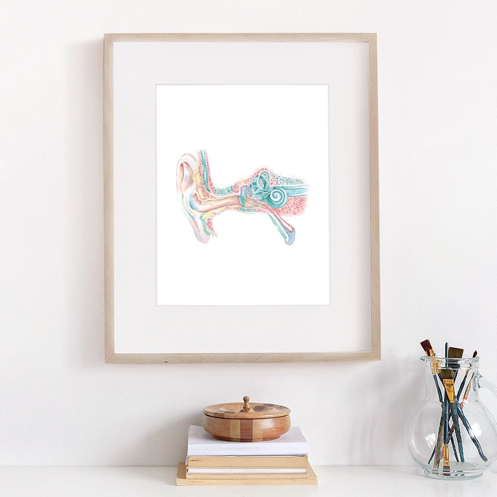 Ear structure Art