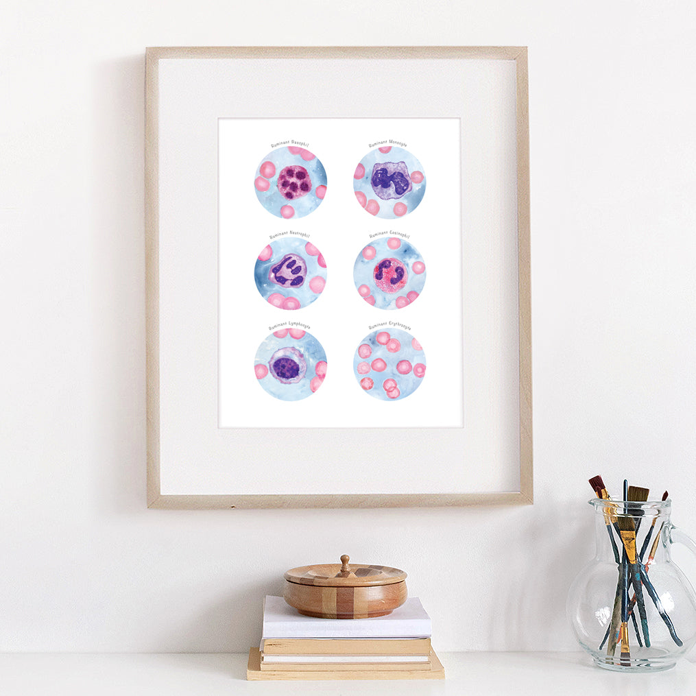 Ruminant Blood Cells Collection